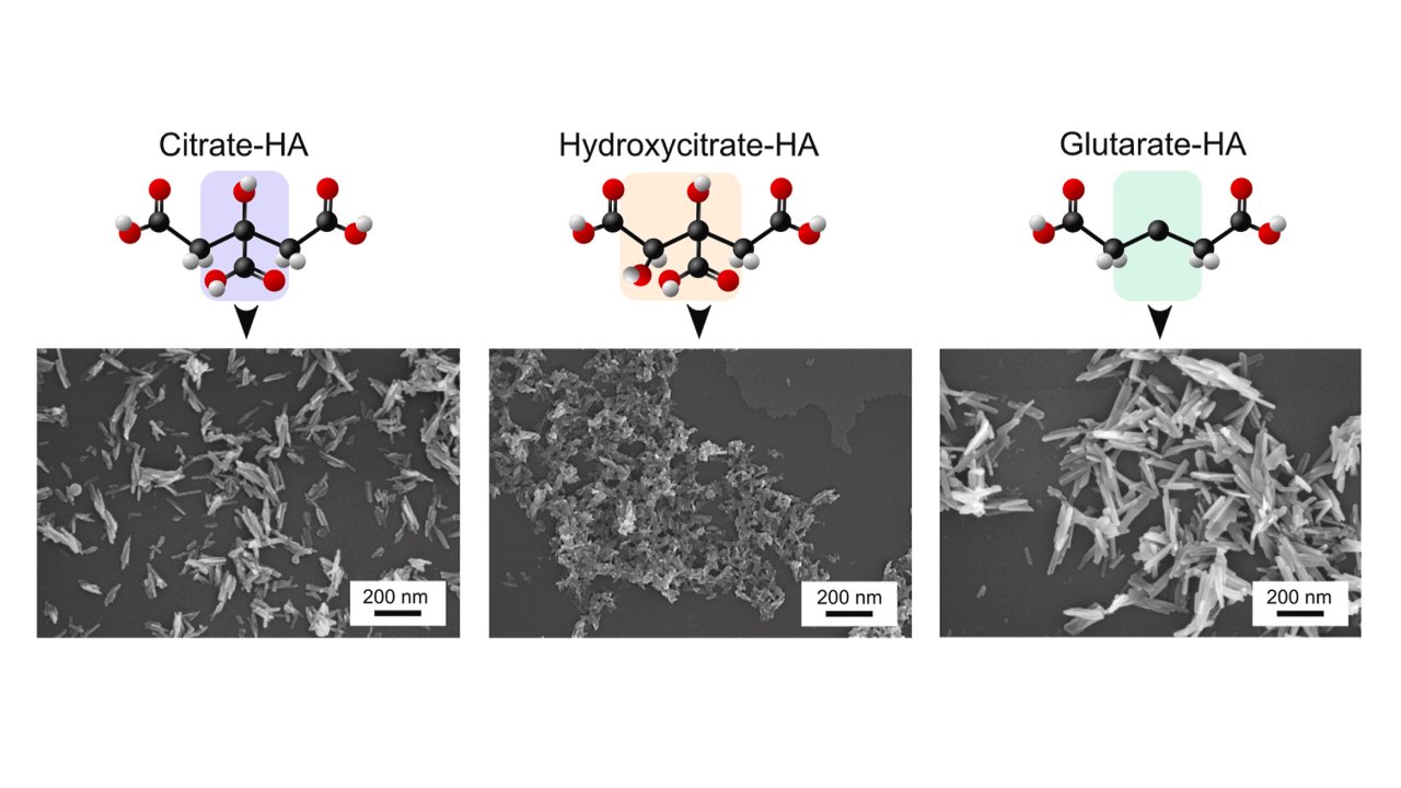 Calcium Hydroxyapatite Vs Calcium Citrate: Full Comparison